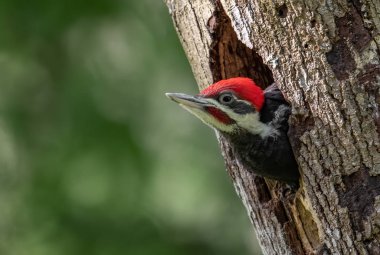 Florida'da Pileated Ağaçkakan Yuvası
