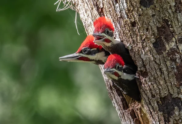 Florida Pileated Ağaçkakan Yuvası — Stok fotoğraf