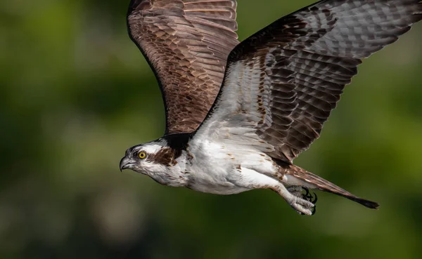 Osprey Fishing Флориде — стоковое фото