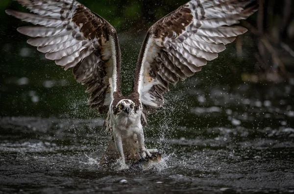 Osprey Fishing Флориде — стоковое фото