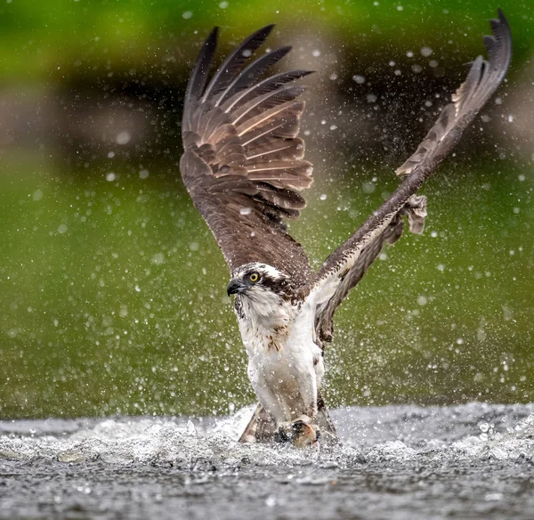 Osprey Fishing Флориде — стоковое фото