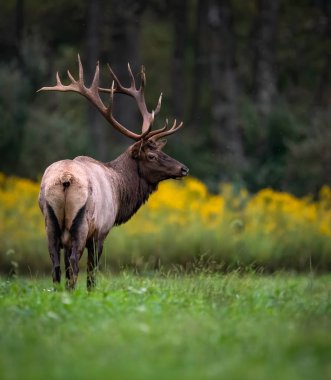 Rut Season sırasında Pensilvanya 'da geyik 