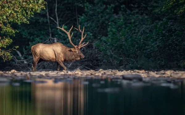 Bull Elk Crossing Creek Pennsylvania — Stock Photo, Image