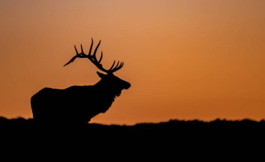 Gün batımında Dağ 'da Boğa Geyiği Silueti