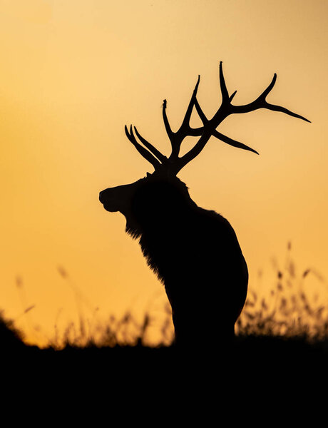Bull Elk Silhouette on a Mountain at Sunset