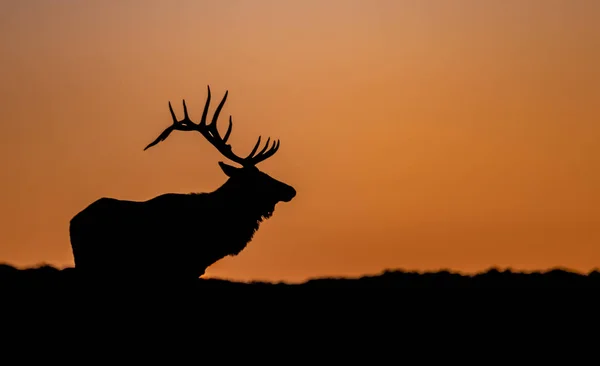 Bull Elk Silhouette Una Montagna Tramonto — Foto Stock