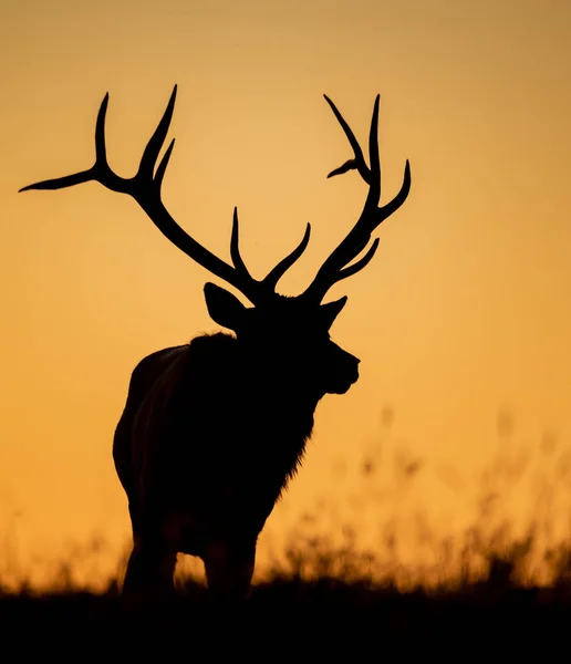 黄牛麋鹿在落日落山上的轮廓 — 图库照片