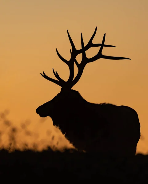 Bull Elk Silhouette on a Mountain at Sunset