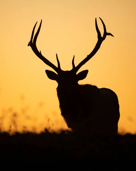 Bull Elk Silhouette on a Mountain at Sunset