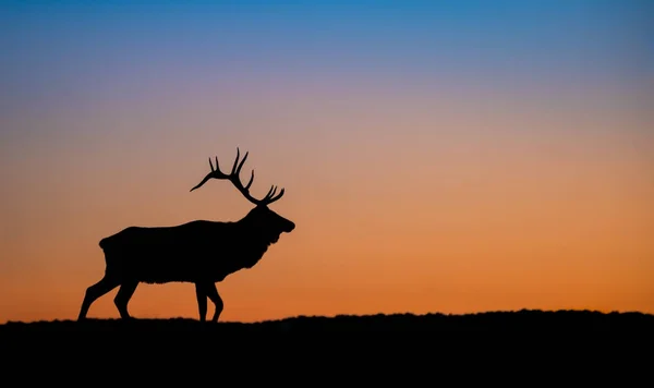 Bull Elk Silhouette Mountain Sunset — Stock Photo, Image
