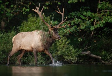 Rut Season sırasında Pensilvanya 'da geyik 