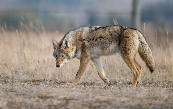 Coyote Alberta Canada — Foto Stock