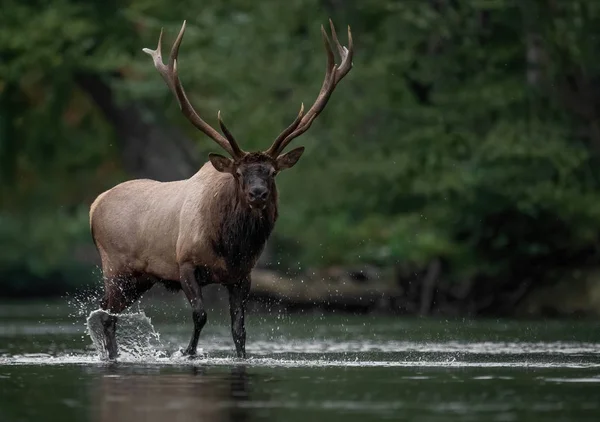 Elk Pennsylvania Rut Season — Stock Photo, Image