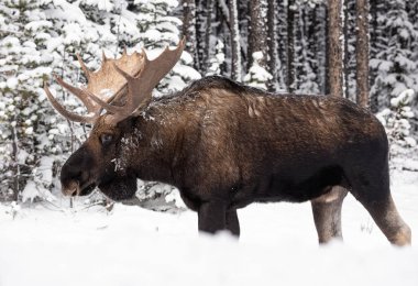 Kışın Kanada 'da Geyik Jasper