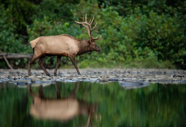 Sonbaharda Rut Dönemi Geyiği 