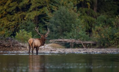 Sonbaharda Rut Sırasındaki Boğa Geyiği