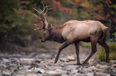 Sonbaharda Rut Sırasındaki Boğa Geyiği