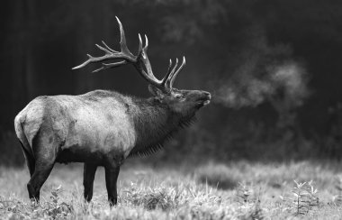 Soğuk bir sabahta siyah beyaz soluyan bir geyik.