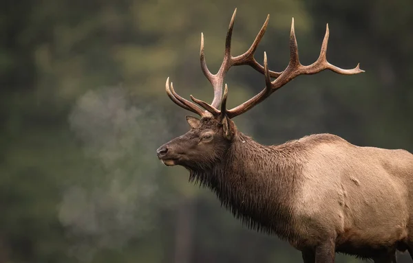 Bull Elk Rut Hösten — Stockfoto