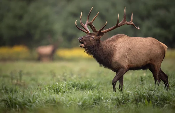 Bull Elk Κατά Διάρκεια Του Rut Φθινόπωρο — Φωτογραφία Αρχείου