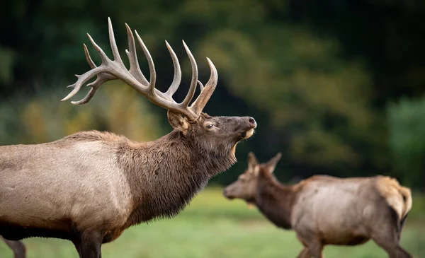 Elk Κατά Διάρκεια Του Rut Φθινόπωρο — Φωτογραφία Αρχείου