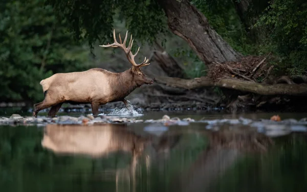 Bull Elk Rut Hösten — Stockfoto