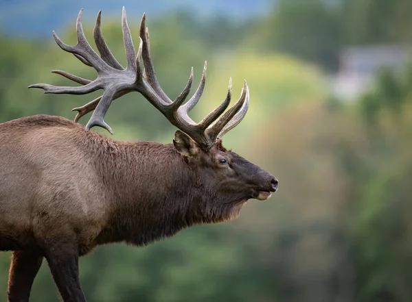 Bull Elk Rut Autumn — Stock Photo, Image