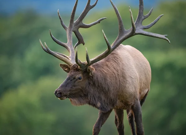 Bull Elk Rut Autumn — Stock Photo, Image