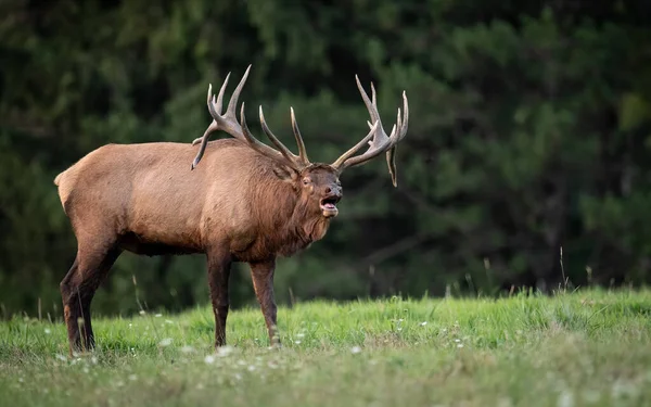 Bull Elk Rut Autumn — Stock Photo, Image