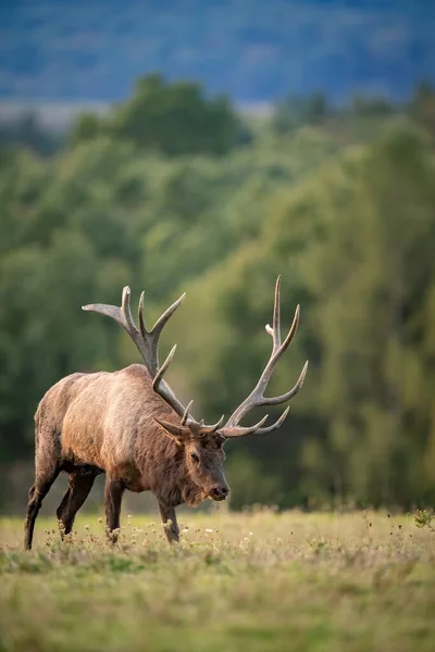 Bulle Elch Während Der Rut Herbst — Stockfoto