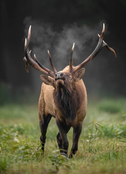 Bull Elk Rut Autumn — Stock Photo, Image