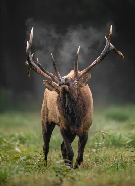 Alce Touro Durante Rotina Outono — Fotografia de Stock