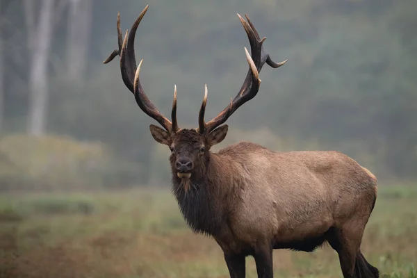 Bull Elk Rut Autumn — Stock Photo, Image