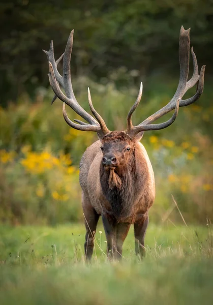 Bull Elk Κατά Διάρκεια Του Rut Φθινόπωρο — Φωτογραφία Αρχείου