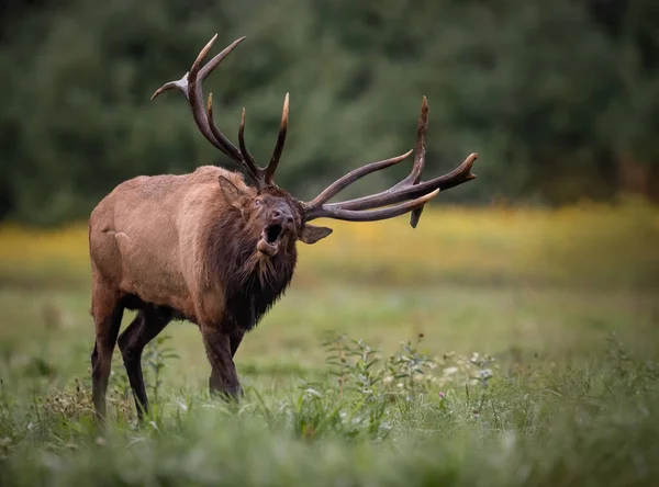 Bull Elk Κατά Διάρκεια Του Rut Φθινόπωρο — Φωτογραφία Αρχείου