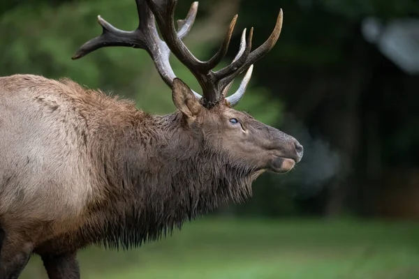 Bull Elk Rut Autumn — Stock Photo, Image