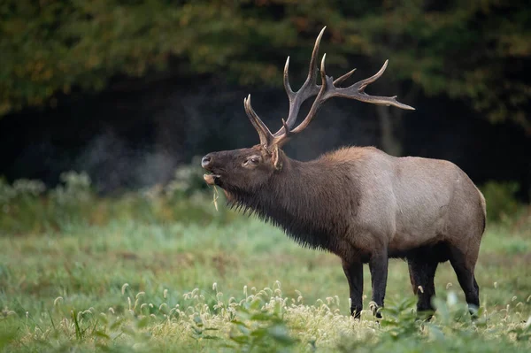 Bull Elk Κατά Διάρκεια Του Rut Φθινόπωρο — Φωτογραφία Αρχείου
