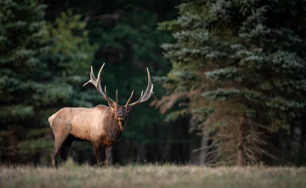 Bull Elk Rut Hösten — Stockfoto