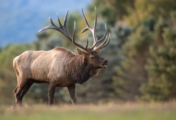 Bull Elk Κατά Διάρκεια Του Rut Φθινόπωρο — Φωτογραφία Αρχείου