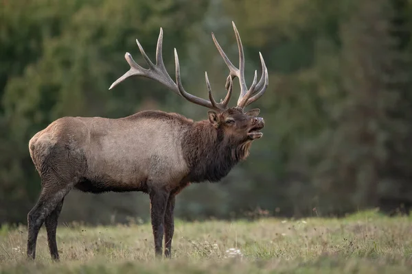Sonbaharda Rut Sırasındaki Boğa Geyiği