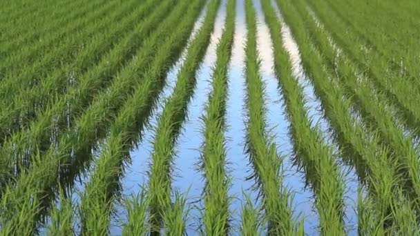 Japão Campo Arroz Paisagem — Vídeo de Stock