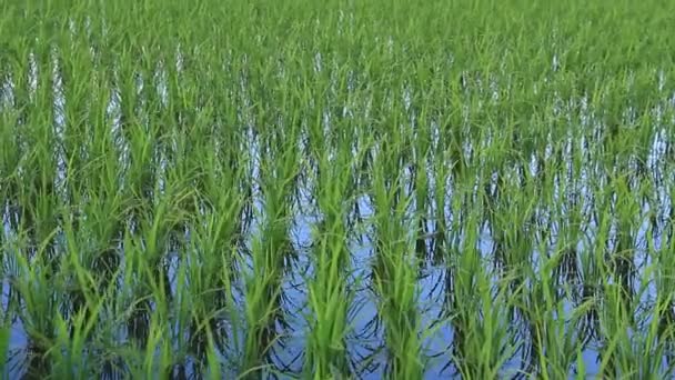 Japonské Rýžové Pole Krajina — Stock video