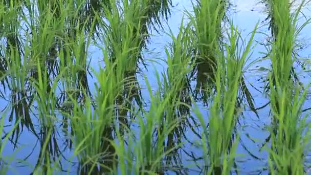 Japon rizière paysage 