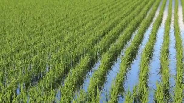 Japan Rice Field Landscape — Stock Video