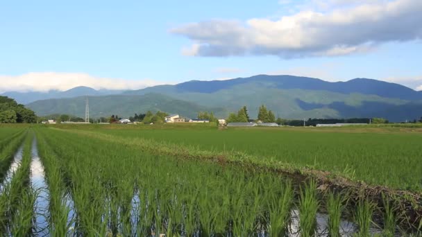 Japan Rice Field Landscape — Stock Video