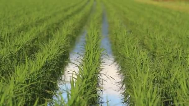 Japonya Pirinç Alan Manzara — Stok video