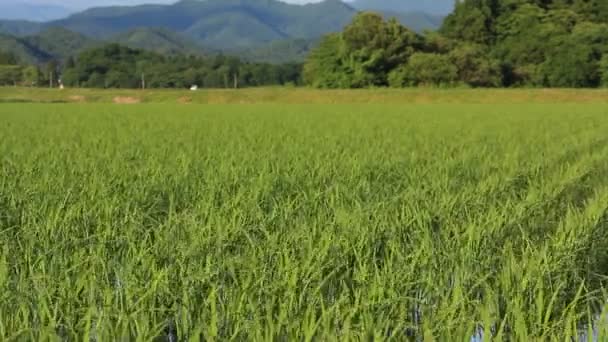 Japonia Krajobraz Pole Ryżu — Wideo stockowe