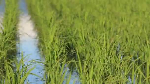 Japan Rijst Veld Landschap — Stockvideo