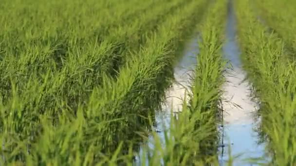 Рисовое Поле Японии — стоковое видео