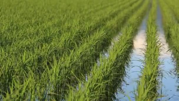 Japonya Pirinç Alan Manzara — Stok video